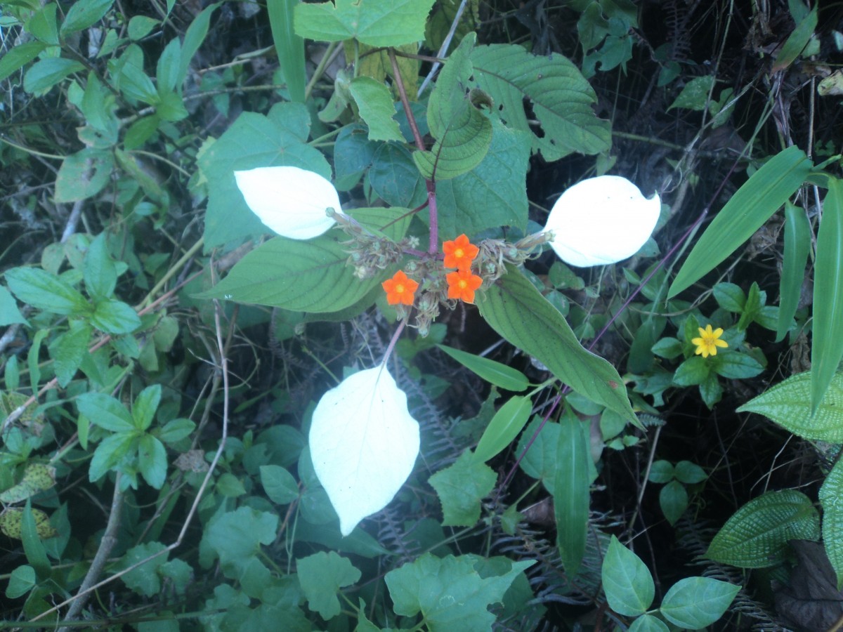 Mussaenda frondosa L.